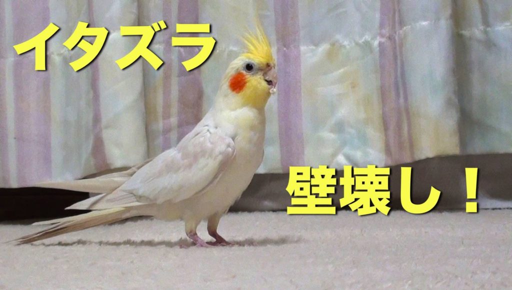 オカメインコのピースケの遊び（イタズラ）は壁壊し！（動画有）