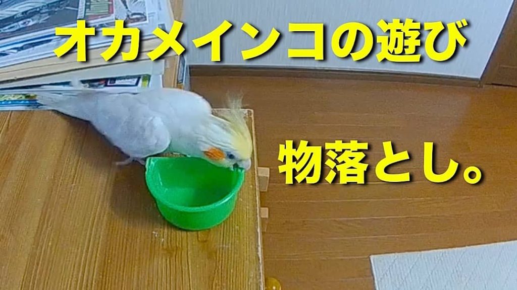 オカメインコの遊び「物落としの動画」