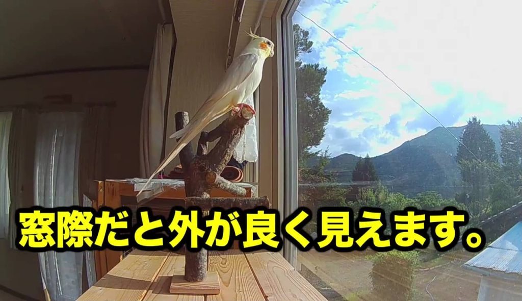 オカメインコのおもちゃ（らせん階段状止まり木）を作る【動画有】