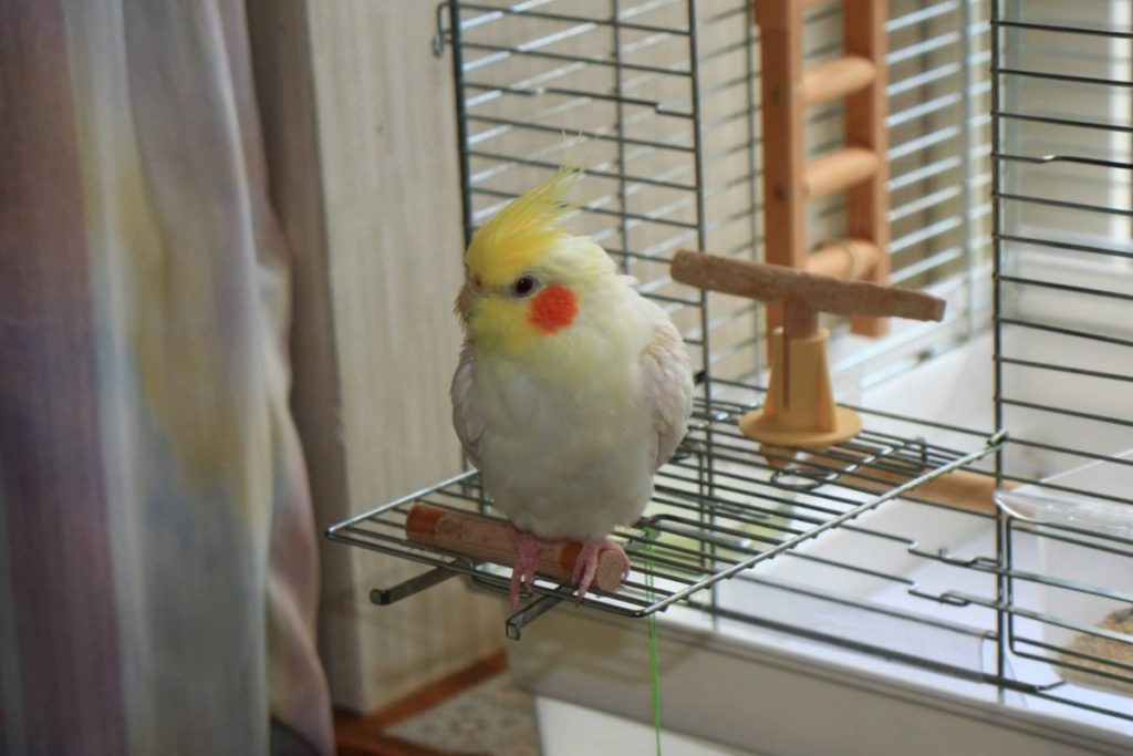 オカメインコのケージはHOEI35(ホーエイ)手乗りが一番