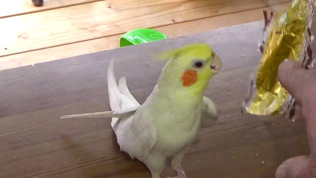 オカメインコは光り物が好き！どれが好みか実験した結果。