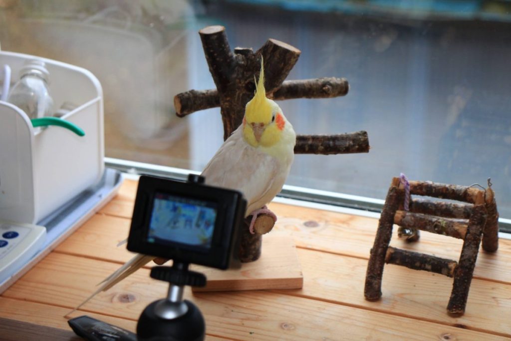 オカメインコの動画を撮る時に使っているアクションカメラと三脚