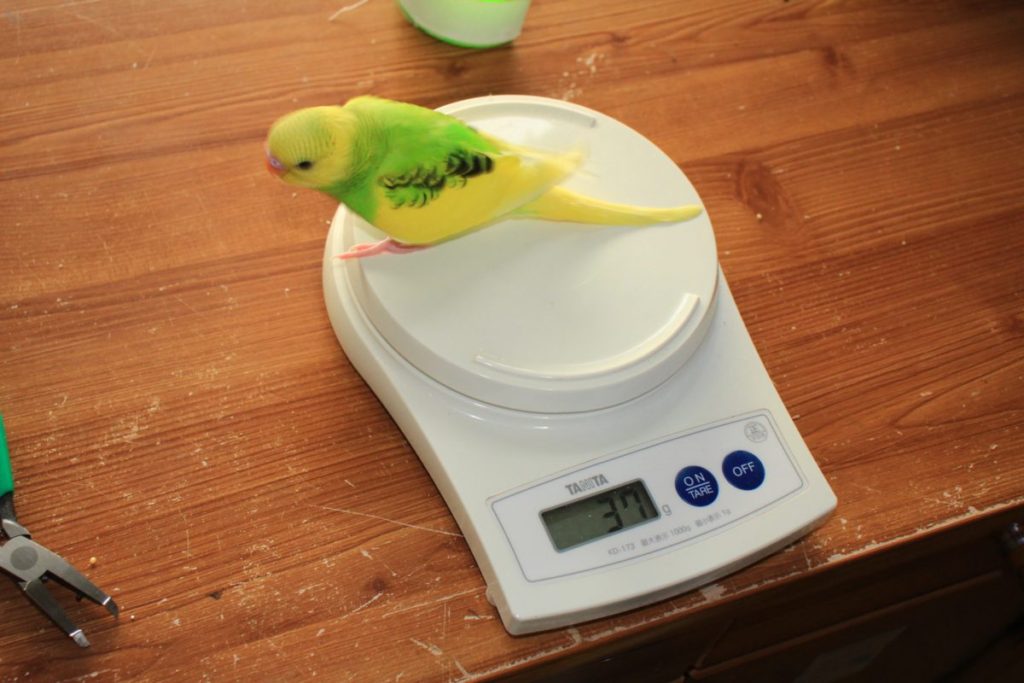 セキセイインコの雛をお迎えするのに必要な物「飼育ケースなど」