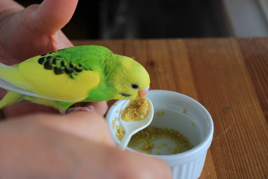 【爆食】セキセイインコの雛のさし餌はペットリンとハチミツ入りあわ玉