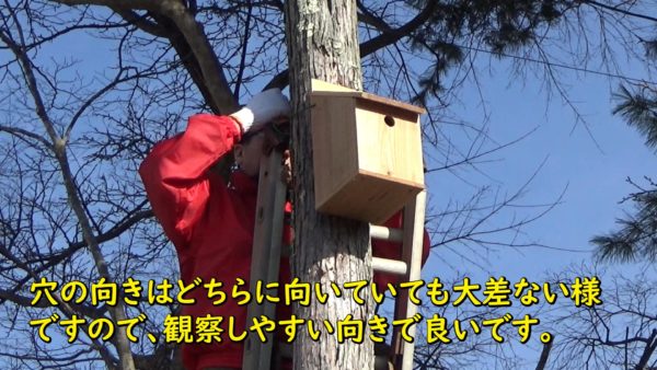 野鳥の巣箱を木にかける「ヤマガラとシジュウカラ」