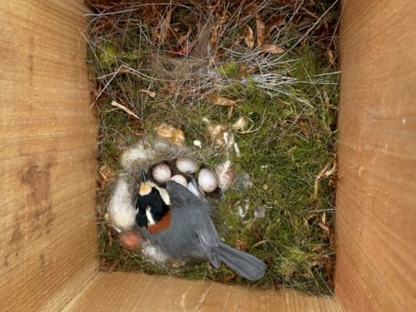 野鳥の巣箱にヤマガラが入ったので営巣と抱卵の様子を観察